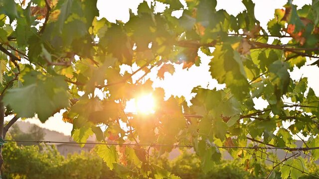 Vineyards at sunset in the hills of Italy. Sunset in the frame. Selective focus. High quality 4k footage c