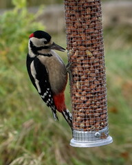 great spotted woodpecker on a peanut feeder