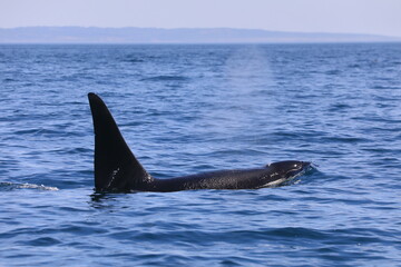 Fototapeta premium 知床の海に回遊する野生のシャチ（北海道羅臼沖）