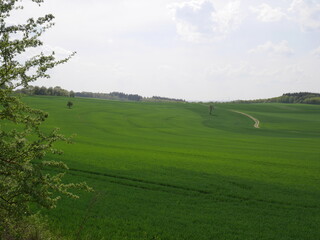 Frühlingsgrünes Maifeld, Felder, Rheinland-Pfalz