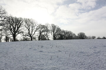 trees in the snow