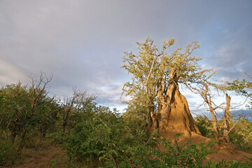 Südafrika - Kruger Nationalpark - Letaba Ranch Reservat - Termitenhügel