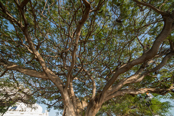 branches against sky