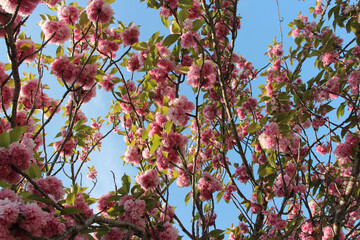 blooming cherry trees in a japanese garden in nantes (france)