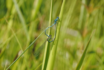 Accouplement de zygoptères, demoiselles, petites libellules bleues (Zygoptera)
