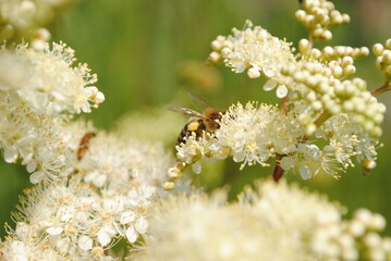 Reine-des-prés (Filipendula ulmaria) et abeille européenne, avette ou mouche à miel (Apis mellifera) en train de butiner