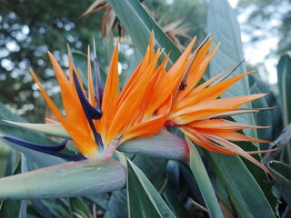 bird of paradise