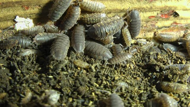A woodlouse (woodlice) a crustacean from the monophyletic suborder Oniscidea within the isopods.