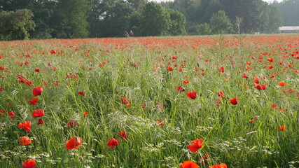 Klatsch-Mohnfeld in Pellenz, Rheinland-Pfalz