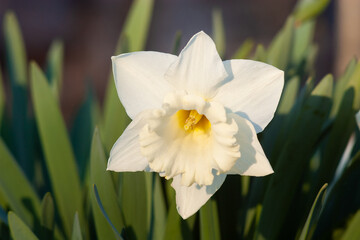 White daffodil (Narcissus)on green background.
