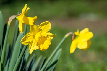 Yellow Narcissus - daffodil on a green background.
