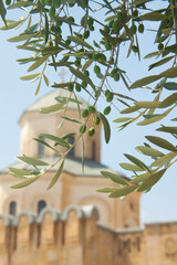 olive branch with olives