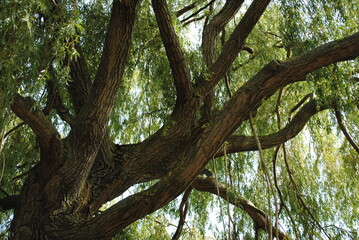 Fototapeta na wymiar Saule pleureur (Salix babylonica)