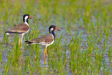 Red-wattled lapwing searching for insects in rice field