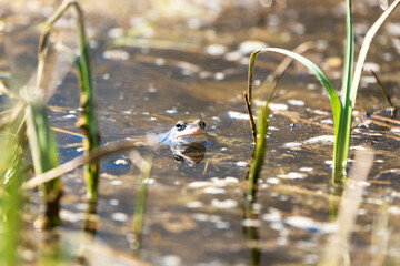 Naklejka na ściany i meble Blue frog - Rana arvalis in water at mating time. Wild photo from nature. The photo has a nice bokeh. The image of a frog is reflected in the water.