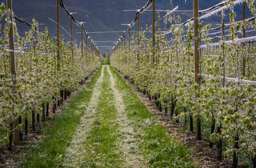Water is sprayed over apple trees in order to create a layer of ice to protect blossoms from frost...