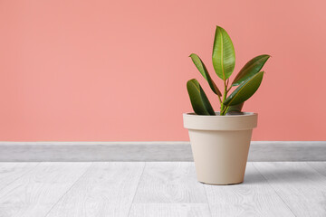 Pot with plant on color background