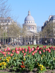 Fototapeta na wymiar Some tulips in the Luxembourg garden with the Pantheon in the background. Paris, April 2021.