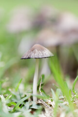Termitomyces mushroom in the grass