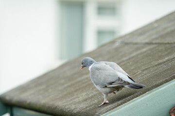 pigeon on the shed roof