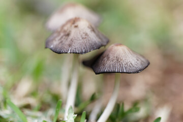 Termitomyces mushrooms in the grass