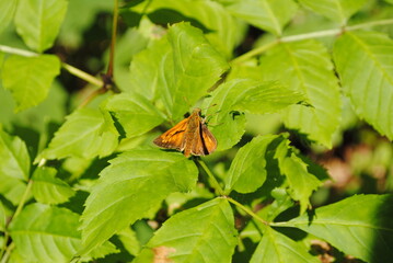 Hespérie de la houque, Bande noire ou Thaumas (Thymelicus sylvestris), papillon en forêt