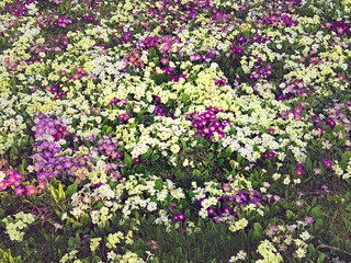 Naklejka premium Blooming primroses in spring
