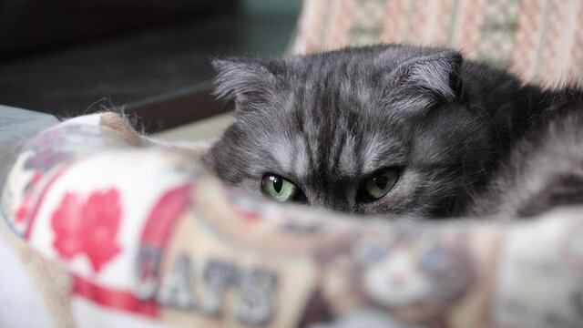 Scottish Cat Lying On The Couch And Looking At The Camera A Careful Look.