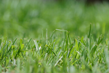 green grass background in the morning