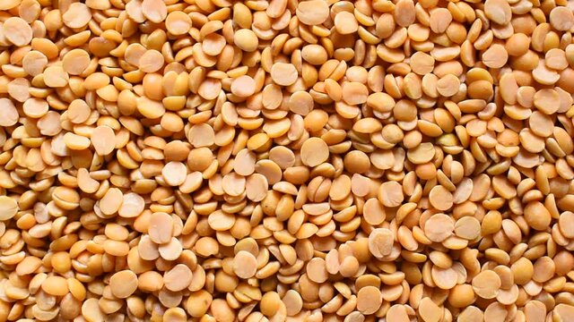 Yellow color raw dried split Pigeon pea lentils