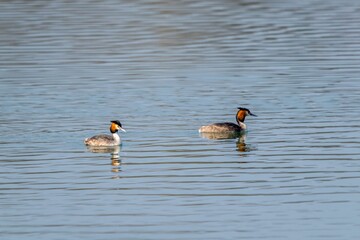 view of great crested grebe on a lake