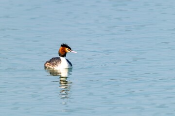 view of great crested grebe on a lake