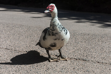 Red head Goose or Muscovy Duck or Cairina moschata walking on a road in the sun