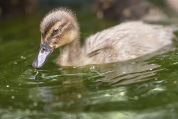 Close up of baby duck in the water