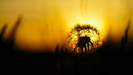 Löwenzahl Pusteblume in Sonnenuntergang mit schönen Bokeh © Martin