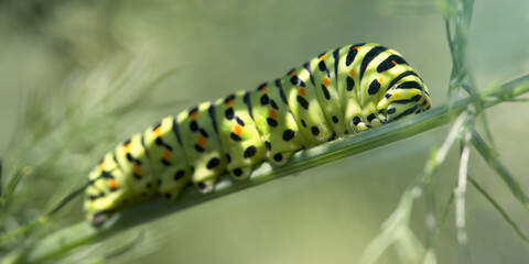 Macro of caterpillar of common swallowtail on leaf