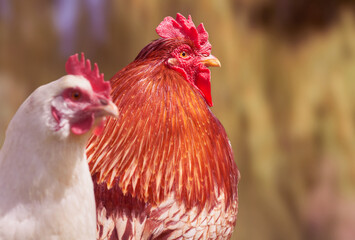 Duo red rooster and white hen