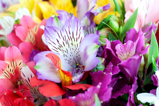 Beautiful alstroemeria flower background. Alstroemeria flowers colorful.
