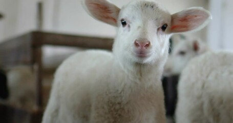 Curious Little white Sheep with Big Ears standing in Sheepfold waiting Feed. Wool Products, Business on a Farm in the Village. Nature Animals. Sheep of different Varieties and Ages.