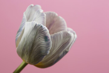 Fototapeta na wymiar Tulip beautiful vibrant flower close up