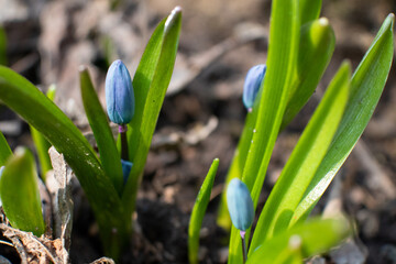 Blue scilla, squill buds macro with green leaves. Snowdrops flowers blooming close-up with blurred background. Sunny spring wild forest details