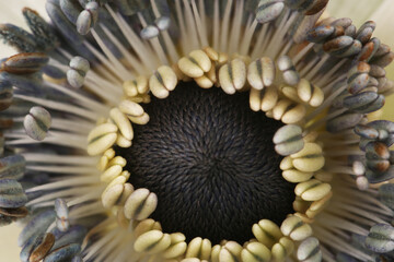 White anemone beautiful blooming flower close up macro photo