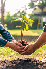 World environment day afforestation nature and ecology concept The male volunteer are planting...