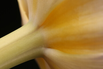 Tulip flower close up macro photo top view