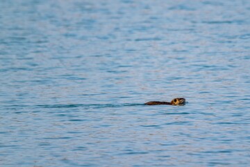view of coypu swimming in a lake