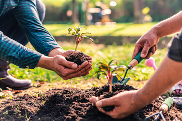 World environment day afforestation nature and ecology concept The male volunteer are planting seedlings and trees growing in the ground while working to save Earth, Earth Day. © crizzystudio
