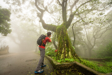 Hiker taking old Tree Photo in Fog