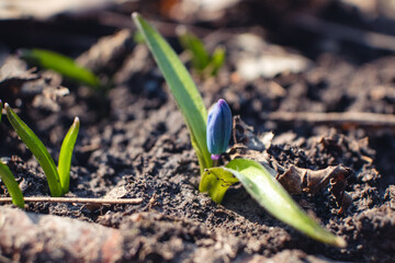 Blue scilla, squill bud macro with green leaves on ground. Snowdrops flowers blooming close-up with blurred background. Sunny spring wild forest details