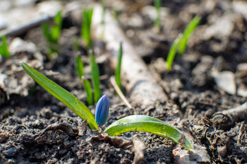 Blue scilla, squill bud macro with green leaves on ground. Snowdrops flowers blooming close-up with blurred background. Sunny spring wild forest details