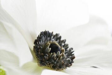 White anemone beautiful blooming flower close up macro photo